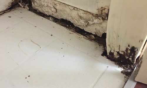 Building and Pest Inspection in Coburg
